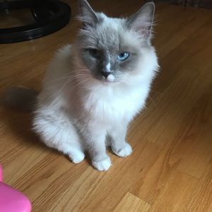 Meet your Posher, Amanda